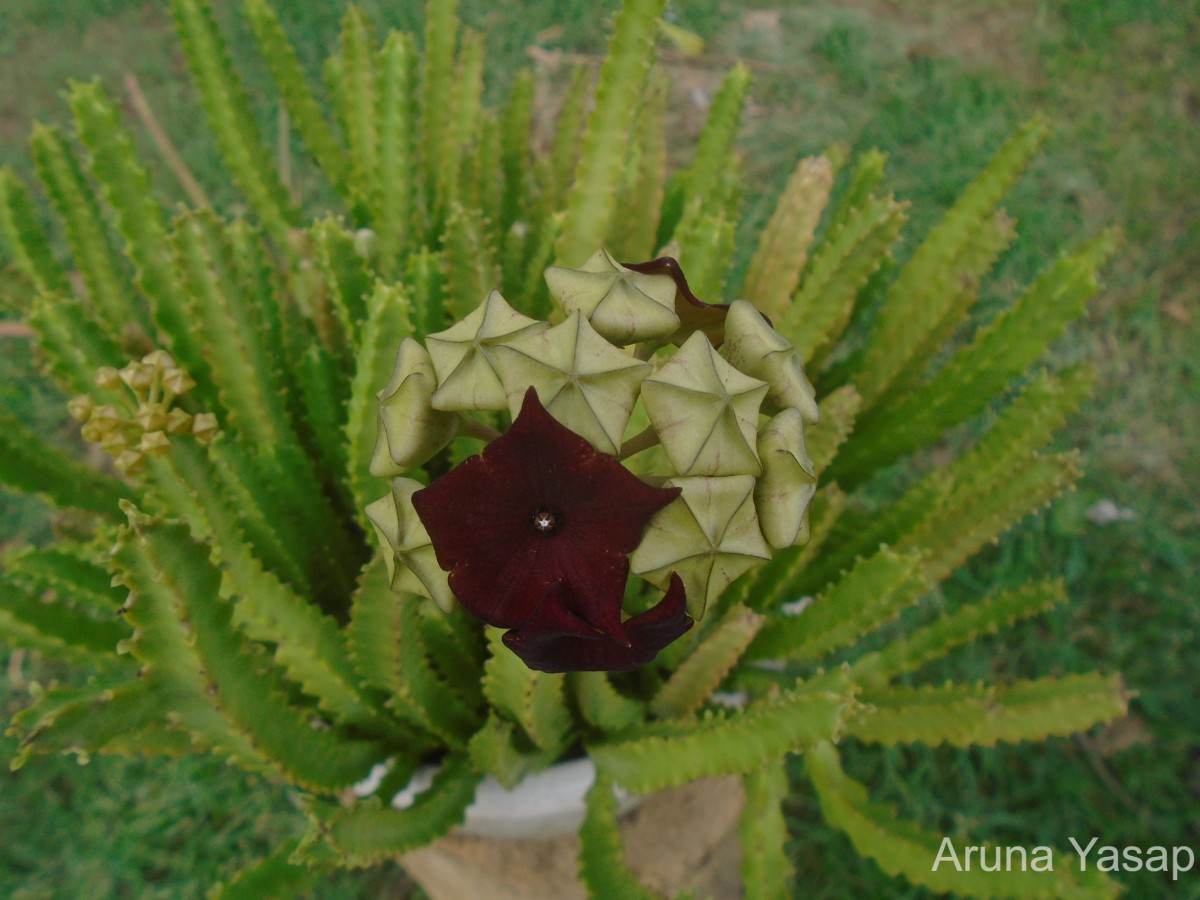 Boucerosia umbellata (Haw.) Wight & Arn.